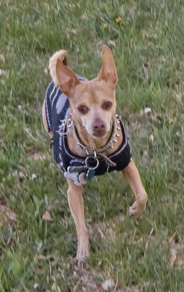 Chihuahua lookin' dog in blue vest with studded collar running about.