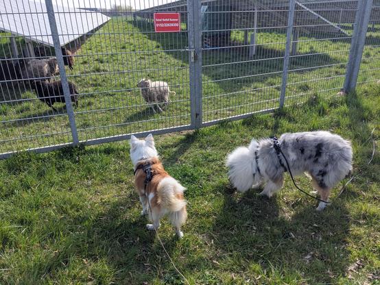 two dogs watch sheeps grazing under solar panels in the blazing sun through a tall metal fence
