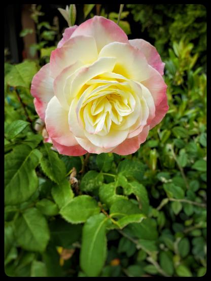 This image is of a rose blossom. Salmon-pink on the outside edge, it transitions to almost white and then a muted yellow in the middle.