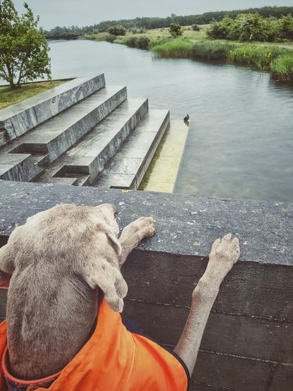 A dog looking over a a railing towards a eurasian coot