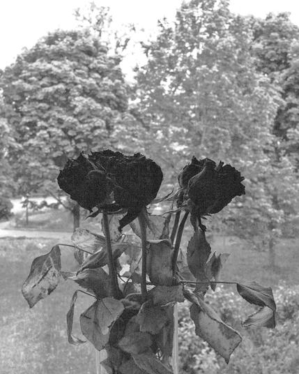 Roses in the window, black and white photo, very grainy