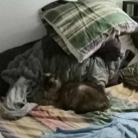 A lynx-point Siamese cat lies in a relaxed sphinx pose on a human's unmade bed, a msss of jumbled pillows and blankets piled against the wall behind the bed. A green/white/brown striped pillow lies across the top of the pile at an angle, looking like a little awning on the cat's blanket fort.
