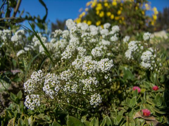 A close-up view of a vibrant wildflower meadow on a sunny day. In the foreground, clusters of small white flowers, likely sweet alyssum, dominate the scene. Their delicate blooms form rounded clusters, creating a lacy, cloud-like effect. Interspersed among the white flowers are glimpses of green foliage and a few small pink flowers, possibly ice plants.

In the background, a patch of bright yellow flowers can be seen. The flowers are set against a clear blue sky, suggesting a warm, pleasant day. The image captures the lush diversity of a natural wildflower garden, with various textures and colors.

The photo is taken from a low angle, giving the viewer a bee's-eye perspective of the meadow. The foreground is in sharp focus, while the background gently blurs, creating depth and drawing attention to the intricate details of the white flowers.