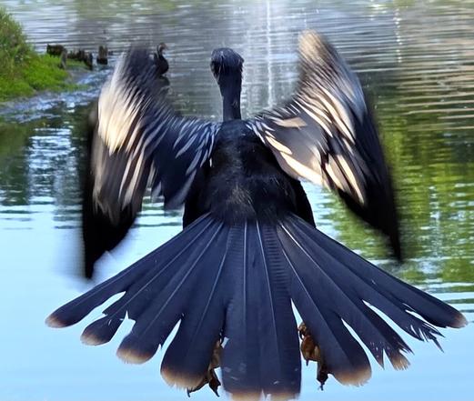 Big, black water bird takes flight over a pond.