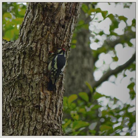Ein Specht klettert auf einen Baumstamm, und ein Küken lugt aus einem Loch im Baum hervor. Das umgebende Laub ist unscharf und hebt die Vögel auf der strukturierten Rinde des Baumes hervor.

A woodpecker is seen climbing a tree trunk, with a young chick peeking out from a hole in the tree. The surrounding foliage is blurred, emphasizing the birds on the textured bark of the tree.