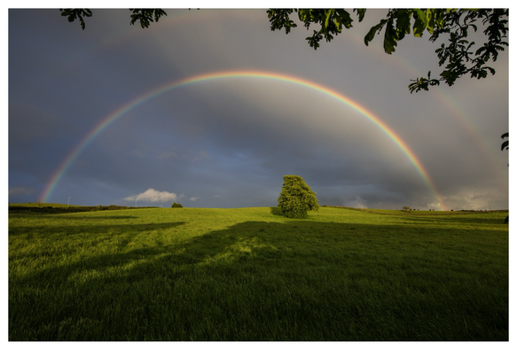 A double rainbow arches over a solitary Lime Tree in the centre of a green field as our long dry Spring comes crashing to a thundery end..