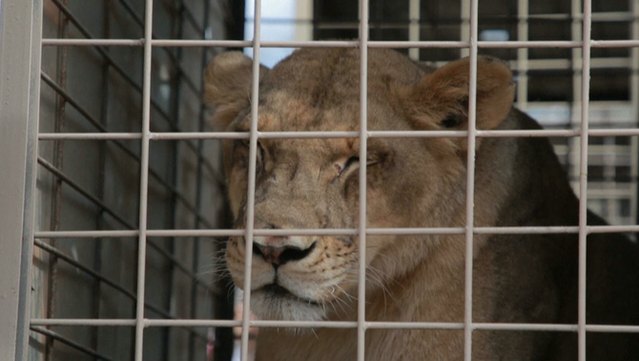 Un dels centanars d'animals traslladats a Sinaloa (AFP TV)