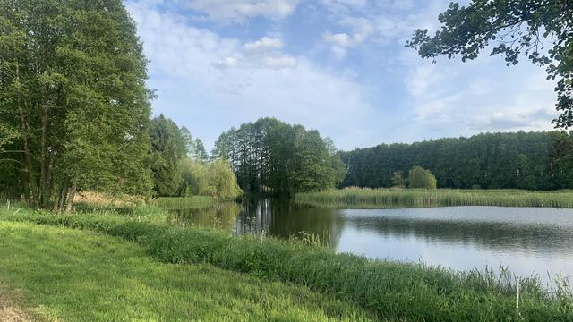 Zieleń i las nad stawem