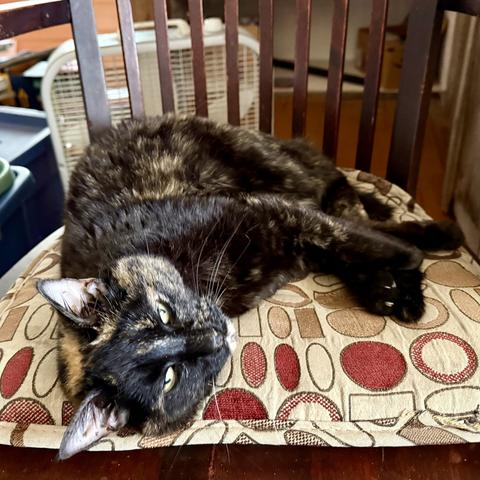 My tortie cat laying on the chair next to me, silently judging my CW skills.