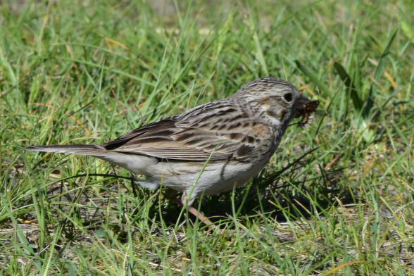 A large sparrow is sitting in short grass, with a bee or wasp in its beak. It is tan and brown, with complicated wing patterns.
