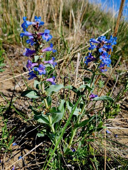 A plant with two stalks, with clasping leaves lower down, and trumpet like blue and mauve flowers higher up the stalk. It is surrounded by prairie grasses.