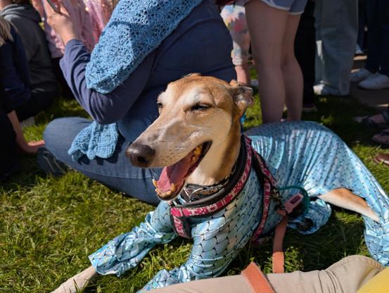 Greyhound in PJs that have fish fin pattern
