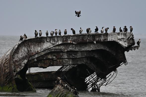 a row of double crested cormorants occupy some old WW2 debris of the coast of Cape May, NJ.

one incoming at speed