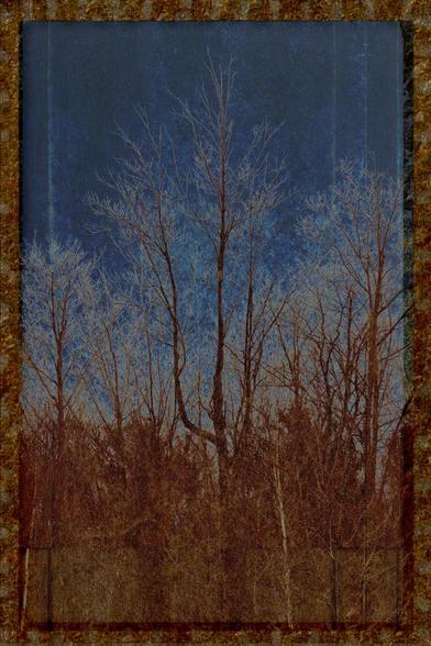 A gathering of trees - the composition emulates alternative processing on aged paper.