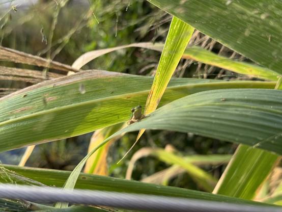 A very tiny green frog sits on a broad leaf grass. In the extreme foreground, a wire from the fence can be seen.