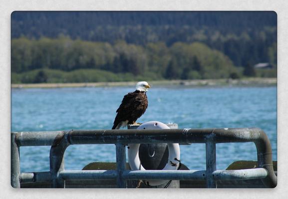 Bald eagle perched on a pipe. Ocean behind it.