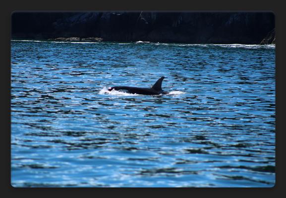 black body of orca whale emerging from a vibrant blue ocean. the shore behind forming into mountains.