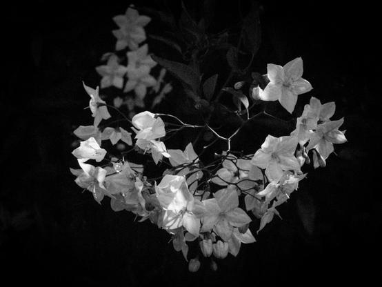 A black and white photo of white flowers on a vine. A few flowers are highlighted and the rest fade slowly into the dark background. There is a lot of grain in the photo.