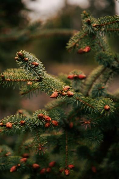 Photo by hannah on May 25, 2025. May be an image of pinecone and text.