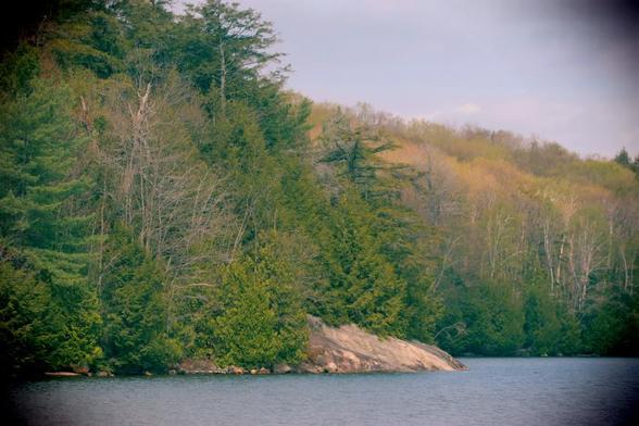 Dense growth of a mix of trees reaching all the way to the shoreline, a small are of typical Northern Ontario rock outcrop slopes towards the water's edge.