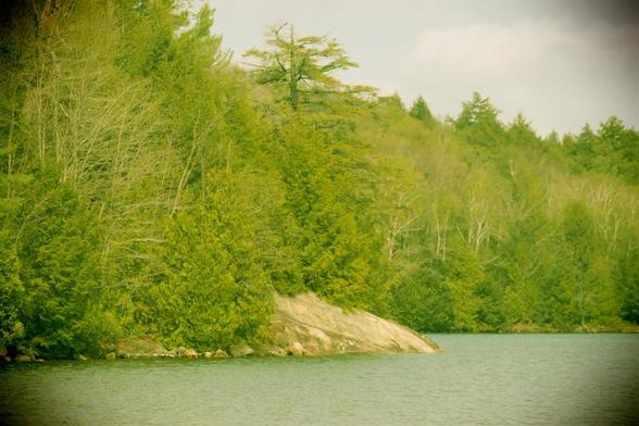 The composition emulates the green tones of a plastic camera - in camera effect. 
Dense growth of a mix of trees reaching all the way to the shoreline, a small are of typical Northern Ontario rock outcrop slopes towards the water's edge. A coniferous tree with a broken top pops out above the other trees, as if to mark the spot where the rock slopes to the water.
