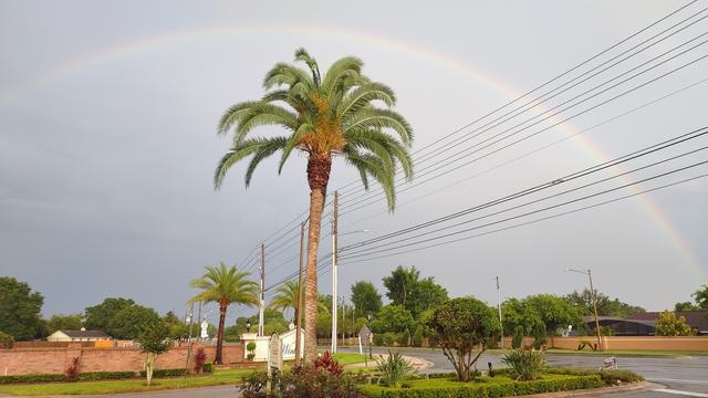 A rainbow arcs from horizon to horizon over a tall palm tree.