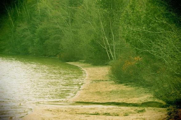 A narrow strip of sandy beach along the shore recedes to where it tapers off into the dense wood growth. The green tones emulate a plastic camera - in camera effect.