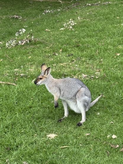 A female wallaby eating pellets from green grass