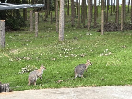 A male and a female wallaby sit on green grass. The female has a bulging pouch.