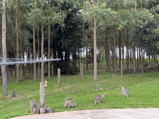 Four wallabies on green grass. Behind them is forest.