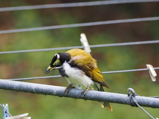 A wet juvenile honeyeater (with a green face) sitting on a clothes line in a backyard