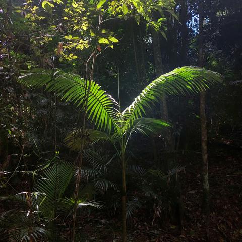 The fronds of a young picabeen palm catch a glimpse of sun in the shadowy forest floor of the rainforest in Queensland, Australia.
