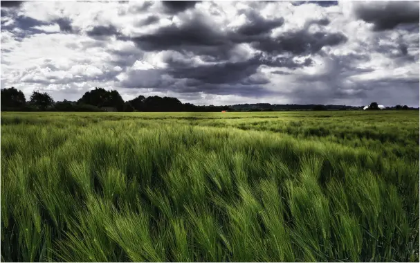 Im nahen Vordergrund ein Gerstenfeld in chargierenden Grüntönen. Das Feld erstreckt sich über die Bildbreite und reicht an einen niedrigen Wald am Horizont gegen Ende des zweiten Bilddrittels. Der Himmel ist dramatisch grauweiß bewölkt und zeugt von aufkommendem Regen oder gar Gewitter. Das Grauweiß des Himmels bildet einen starken Kontrast zu den bis ins Gelbliche reichenden Grüntönen. Am rechten Bildrand ist einer riesige silbern glänzende, längliche und dabei kuppelförmige Halle zu sehen (Luftschiffhalle am Flughafen Mülheim)