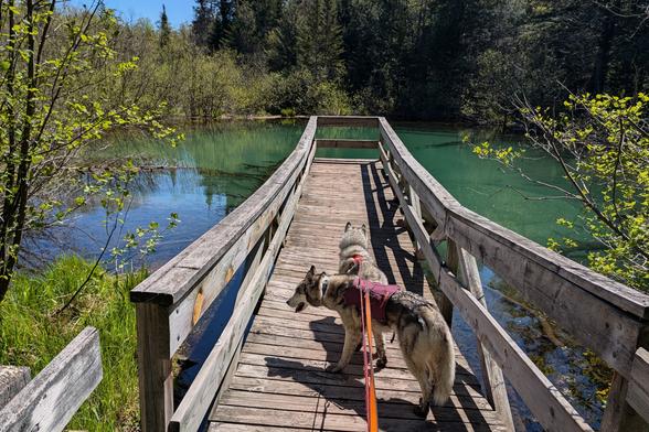 Huskies Zeena and Tonttu lead the way out onto a wood dock that juts out into a small pool of turquoise blue water. Dark evergreens rise from the far and right side of the pond, and thick low alder border the sunny side on the left.