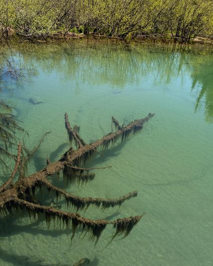 Looking down into the spring pool from the end of the dock in the previous photo. A lone tree trunk just out under the water, covered in draping tendrils of algae. At the very tip of the trunk, a faint circle can be seen with ripples in the middle.