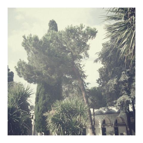 An evergreen tree eclipsed by a different tree, with a palm tree to the right