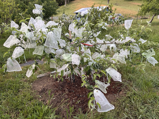Small apple tree festooned with literally about 200 pale green drawstring bags over the fruit.  UPS driver going down my driveway was shaking his head.  But no nasty chemicals on my fruit!