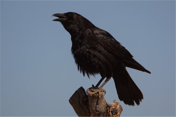 Corvus corax (known as common raven) standing on a snag and calling.