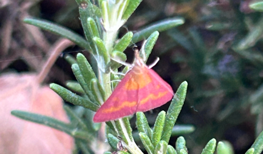 a pink and orange moth lighted upon a bush of rosemary so green