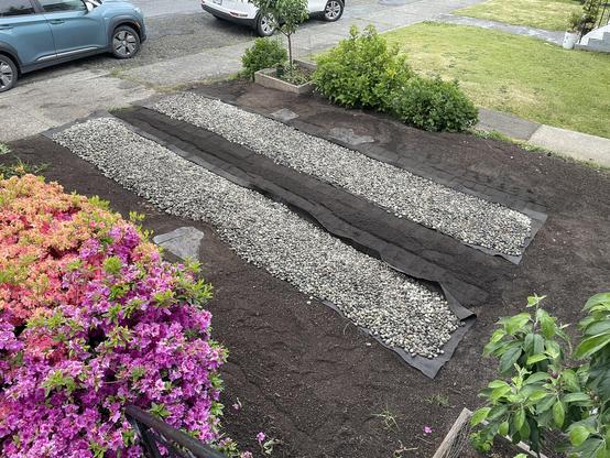 i'll look from above and the front of the driveway with a purple azalea to the right and a red azalea that is finished blooming and starting to lose its petals beside it. The driveway is flat with dark brown earth closest to us, followed by a strip of drainage rock about a foot wide a strip of dirt between the two tracks also about a foot wide, and then another track of gravel, followed by the side of the driveway for this with clean dirt to flat slate stones where the doors of the car are. There are also two hydrangea bushes towards the middle of the far side and an apple tree in a garden box.