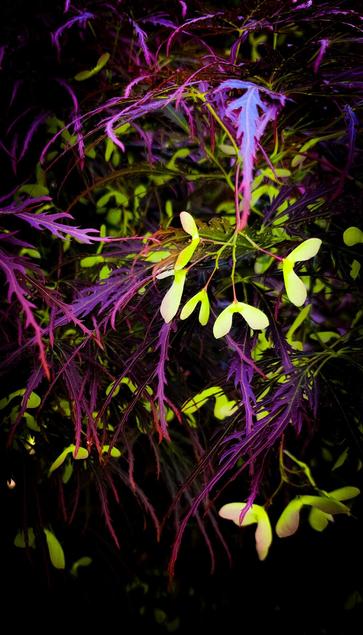 Dark purple Japanese maple leaves hang down in front of bright green samaras. A little processing makes the leaves glow in shades of blue, red and purple, making the yellow green seeds look like sparks