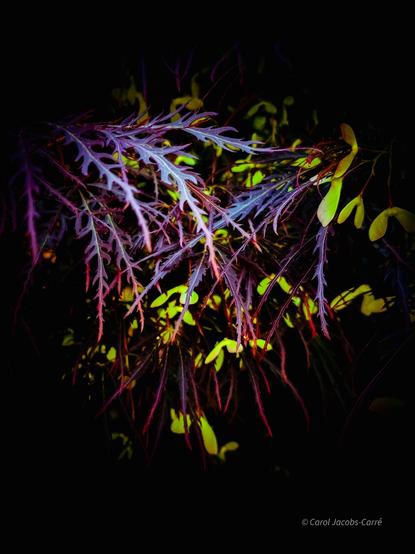 Dark purple Japanese maple leaves hang down in front of bright green samaras. A little processing makes the leaves glow in shades of blue, red and purple, making the yellow green seeds look like sparks .