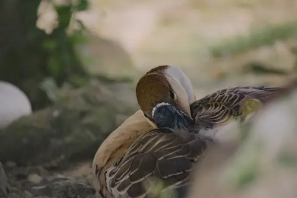 Duck grooming itself in the park.