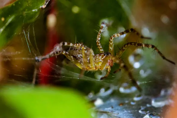 Spider in the grass amongst the dew drops.