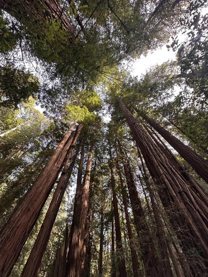 A photo of the redwoods in Muir Woods