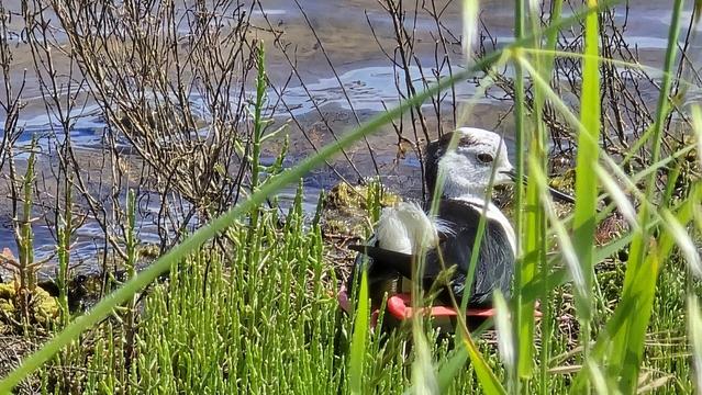 Un esemplare femmina di cavaliere d'Italia accovacciata tra le canne e uno stagno in evidente posa da cova.
Tipica livrea bianca e nera, il lungo becco e le zampe arancio-rossiccio.