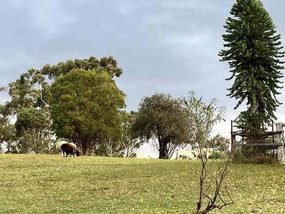 A group of Dorper sheep graze on a hillside.