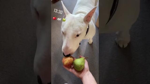 Apple or Pear? English Bull Terrier Chooses Which Fruit he Wants to Eat.￼