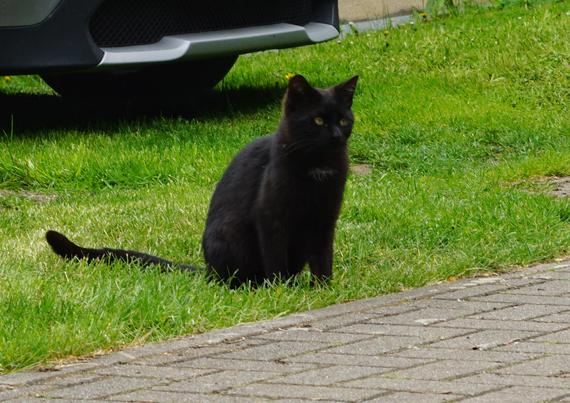 Kater sitzt im Gras