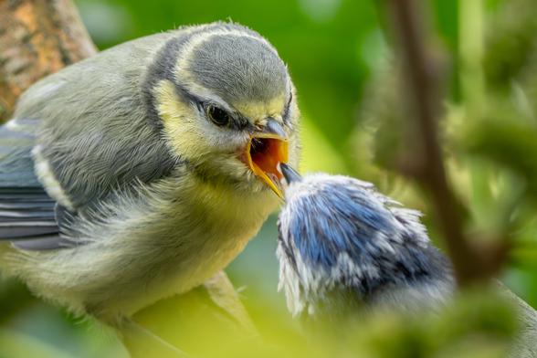 Blaumeisenfrühstück
